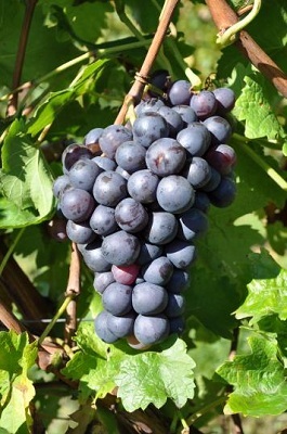 司棋亚娃(Schiava)