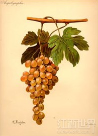 佩德罗-希梅内斯(Pedro Ximenez)