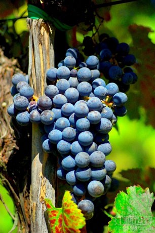 派迪洛索(Piedirosso)