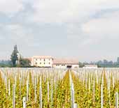 奇里奥酒庄(Chiaro Wines)