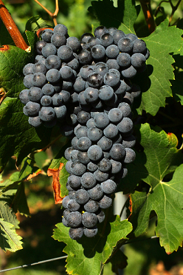 内比奥罗(Nebbiolo)