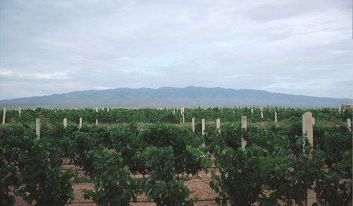 罗兰马歌酒庄：精耕细作，精益求精