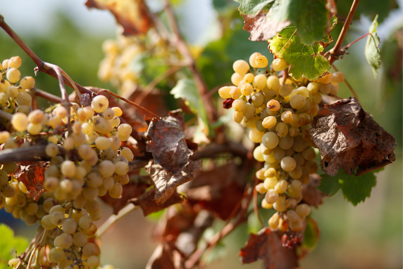 马沙拉酒之“雪利酒”风范