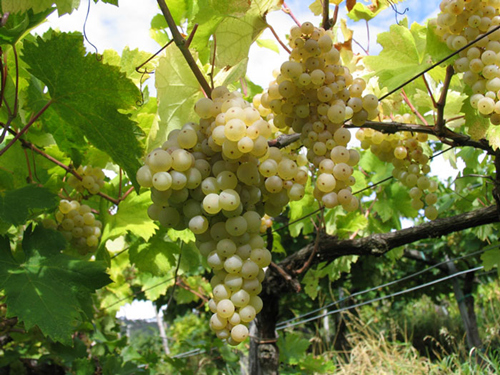 维托斯卡(Vitovska)