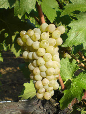 白格莱切多(Grechetto Bianco)