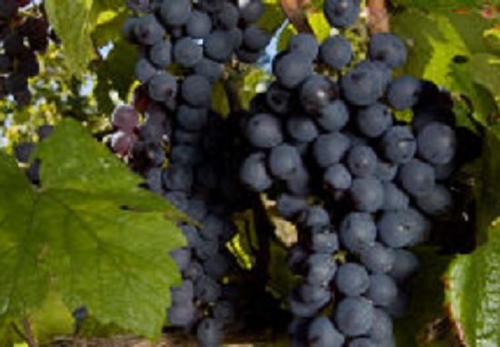 布兰塞亚奥(Brancellao)