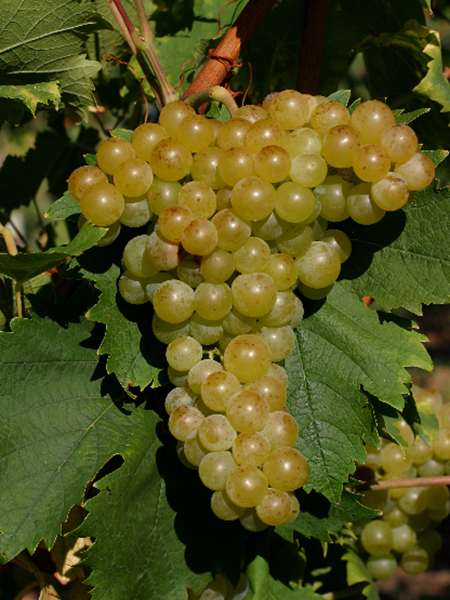 西西里葡萄酒传说之续