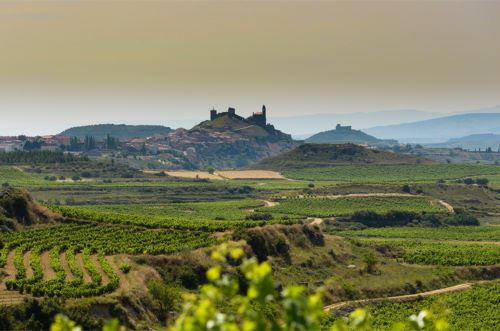 与气候变化的战役：押注于古老葡萄品种