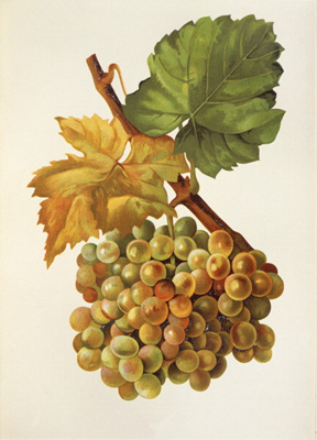 卡拉格拉诺(Calagrano)