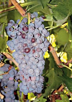 尼格斯佳(Negoska)