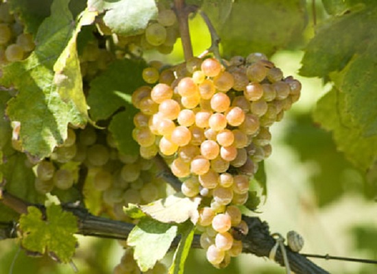 白格雷克(Greco Bianco)