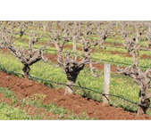 伊顿之子酒庄(Sons of Eden)