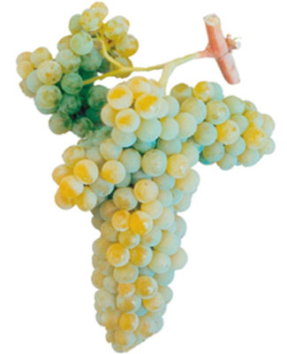 白赛希尔(Cerceal Branco)