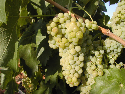 马卡贝奥(Maccabeu)