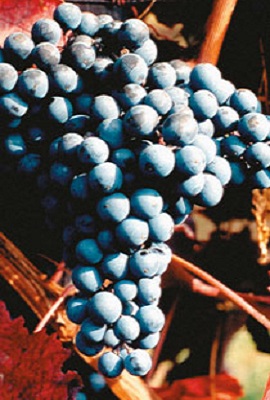 米多斯卡本内(Cabernet Mitos)