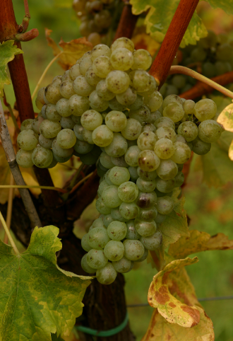 世界上最适合种长相思的地方