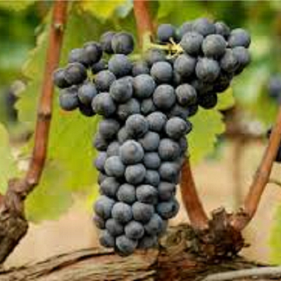 切萨内赛(Cesanese)