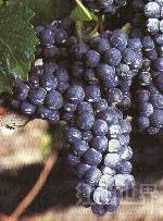 小胭脂红(Petit Rouge)