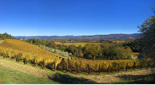 探索纳帕子产区