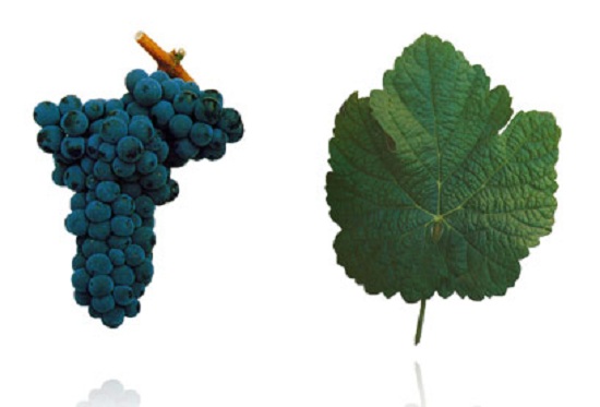 多瑞加弗兰卡(Touriga Franca)