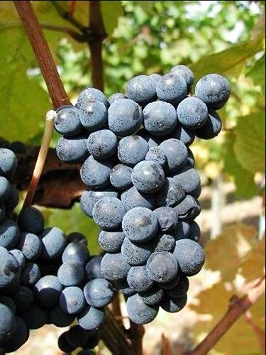 详解德国主要红葡萄品种