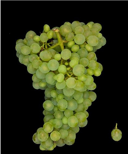 详解德国主要白葡萄品种