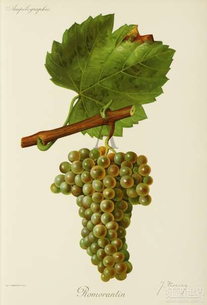 罗莫朗坦(Romorantin)