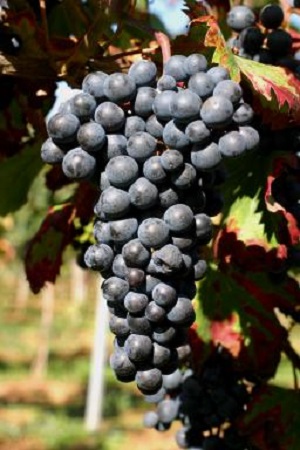 盘点深色红葡萄酒（上）