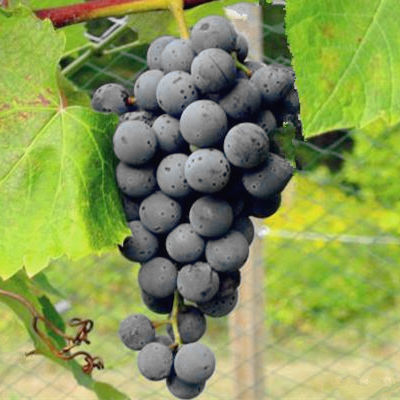 黑兰多(Landot Noir)