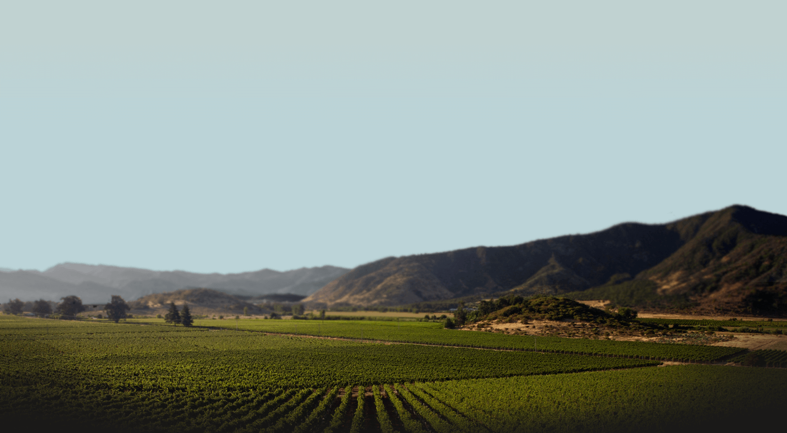 风土交响乐：干露侯爵黑标