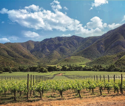 揭秘梅洛的多样风格