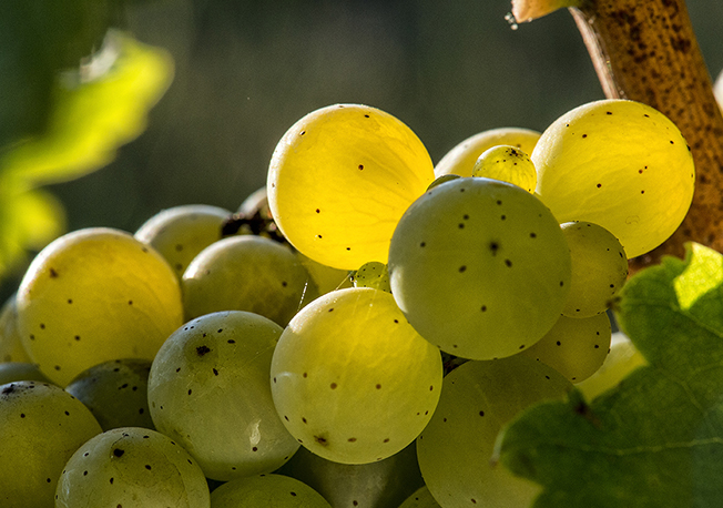 十大热搜葡萄品种