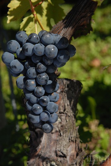 格罗派洛(Groppello)