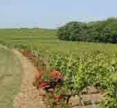 邦豪斯特酒庄(Chateau de Bonhoste)