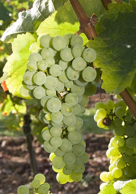 弗朗科萨(Francusa)