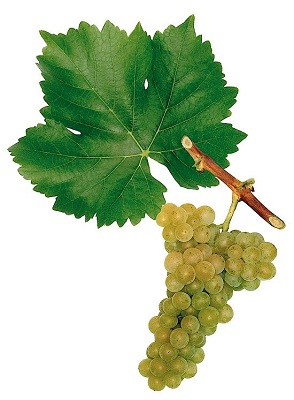 奥托奈麝香(Muscat Ottonel)