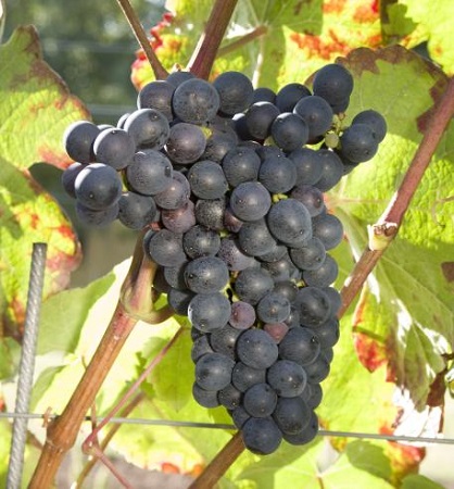 盘点深色红葡萄酒（上）