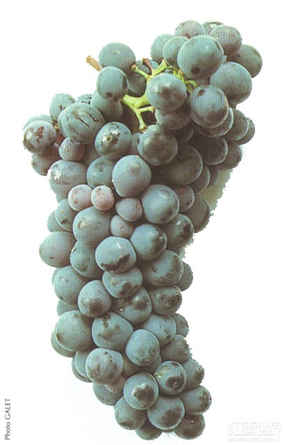 涅露秋(Nielluccio)