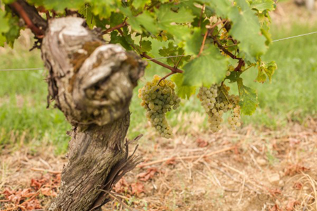 弗留利葡萄——真正本土风味的缔造者