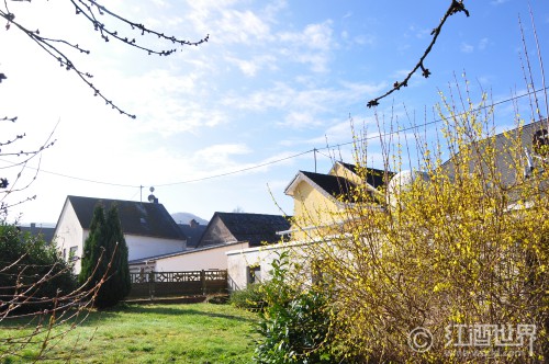 尽收冰雪精华：品鉴冰酒的正确方法