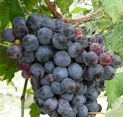 富尔塔娜(Fortana)