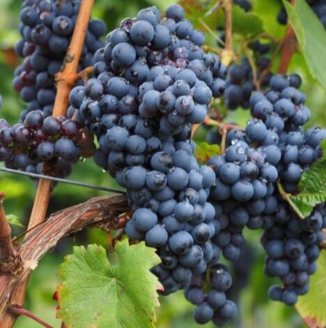 阿里波特(Alibernet)