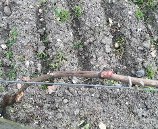 葡萄藤的一年四季