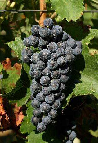 如何区分赤霞珠、梅洛与马尔贝克