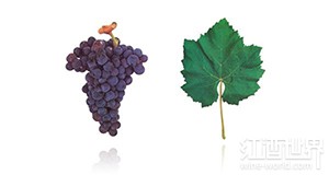 比利吉达(Periquita)