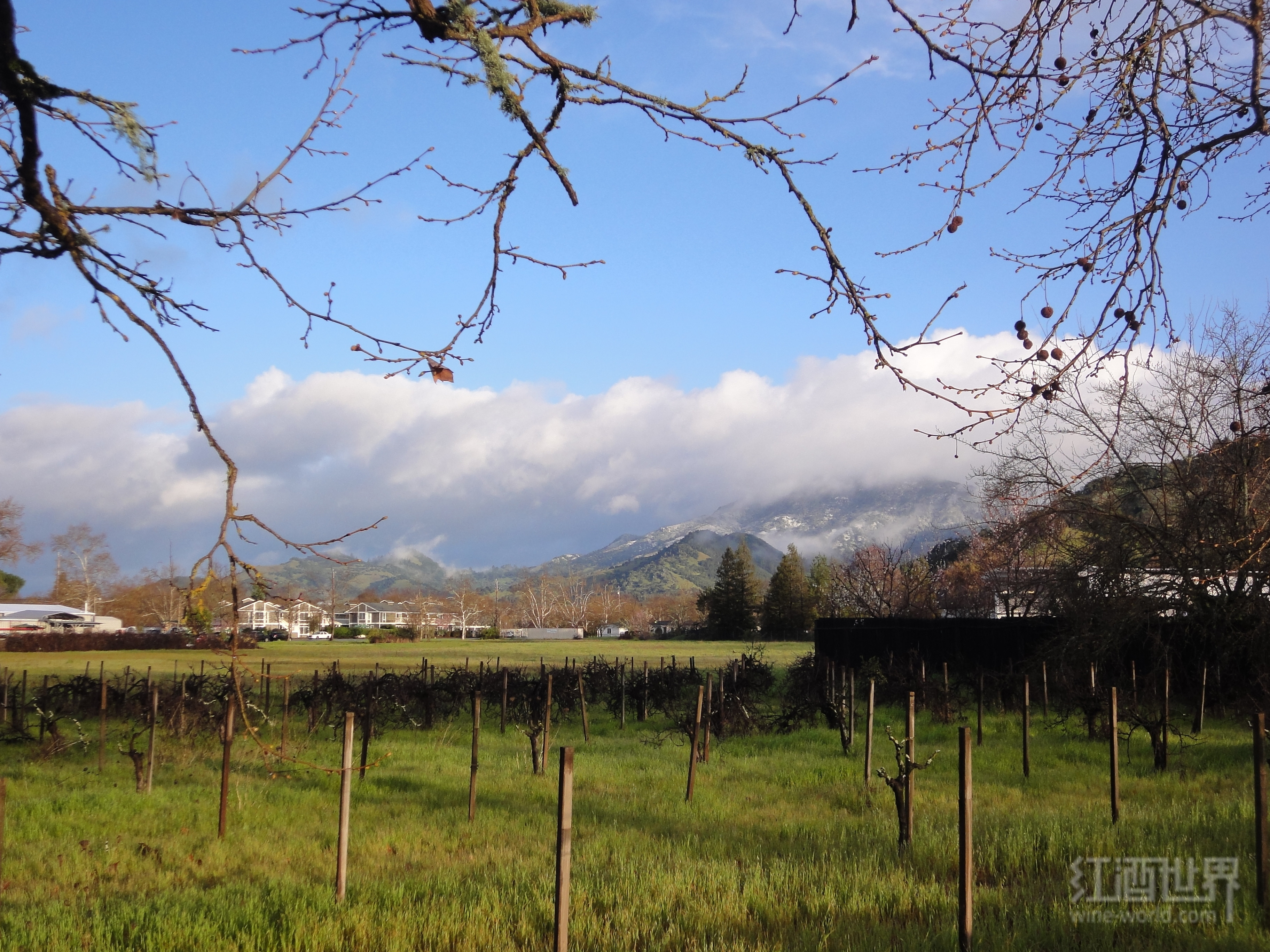 探索纳帕子产区