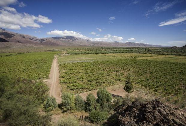 焦点报道：阿根廷葡萄酒10大要点