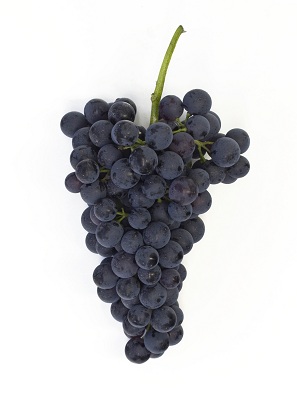 香宝馨(Chambourcin)