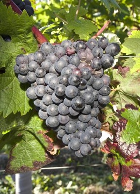 特林加岱拉(Trincadeira)