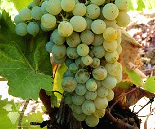 白阿莎尔(Azal Branco)